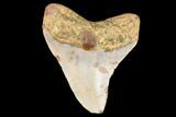Juvenile Megalodon Tooth - North Carolina #147358-1
